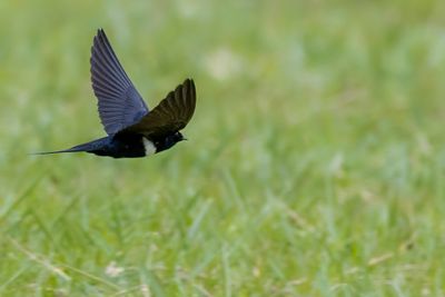 White-banded Swallow - Witbandzwaluw - Hirondelle  ceinture blanche
