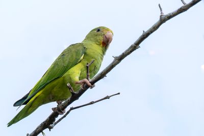 Cobalt-winged Parakeet - Kobaltvleugelparkiet - Toui de Deville