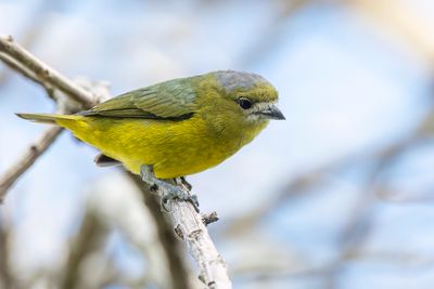 White-lored Euphonia - Goudbuikorganist - Organiste fard (m)