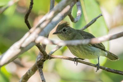 Rufous-crowned Elaenia - Roodkruinelenia - lnie tte-de-feu