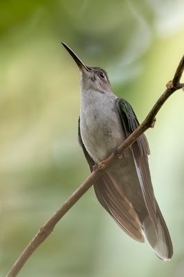 Grey-breasted Sabrewing - Grijsborstsabelvleugel - Campyloptre  ventre gris
