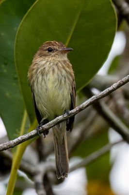 Bran-colored Flycatcher - Roesttiran - Moucherolle fasci