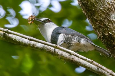 White-necked Puffbird - Witnekbaardkoekoek - Tamatia  front blanc
