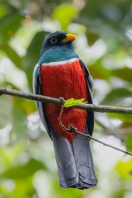 Black-tailed Trogon - Zwartstaarttrogon - Trogon  queue noire (m)