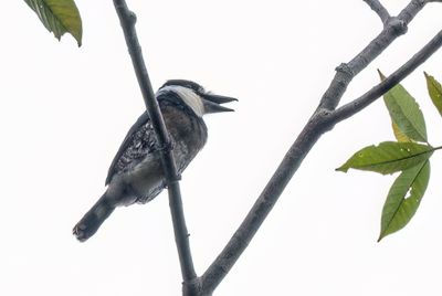 Brown-banded Puffbird - Bruinbandbaardkoekoek - Tamatia de Cassin