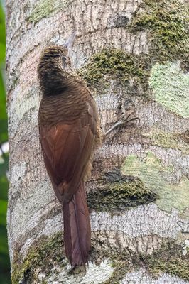 Amazonian Barred Woodcreeper - Gebandeerde Muisspecht - Grimpar barr