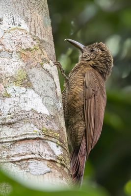 Amazonian Barred Woodcreeper - Gebandeerde Muisspecht - Grimpar barr