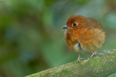 Rusty-breasted Antpitta - Noordelijke Roestborstdwergmierpitta - Grallaire  poitrine rousse