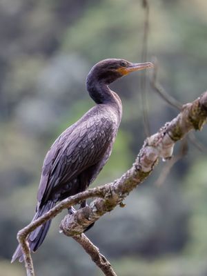 Neotropic Cormorant - Bigua-aalscholver - Bigua-aalscholver