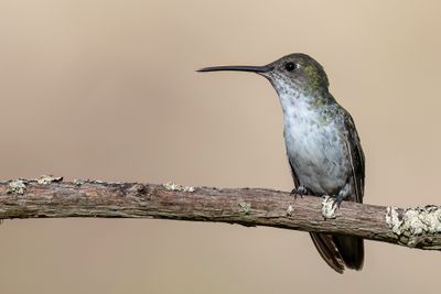 White-bellied Hummingbird - Sneeuwbuikamazilia - Ariane  ventre blanc