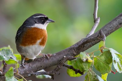 Chestnut-breasted Mountain Finch - Grijsflankboomgors - Chipiu csar (m)