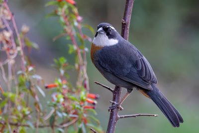 Chestnut-breasted Mountain Finch - Grijsflankboomgors - Chipiu csar (m)
