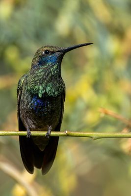 Sparkling Violetear - oulds Violetoorkolibrie - Colibri anas