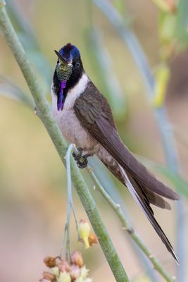 Bearded Mountaineer - Bergnimf - Colibri noble (m)