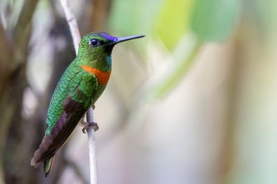 Gould's Jewelfront - Goulds Juweelkolibrie - Brillant  bandeau bleu
