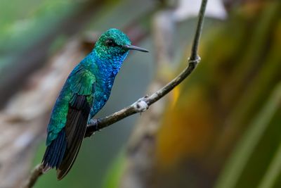 Blue-tailed Emerald - Blauwstaartsmaragdkolibrie - meraude orvert (m)