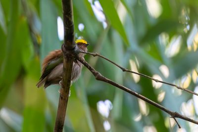 Fiery-capped Manakin - Vuurkapmanakin - Manakin tte-de-feu