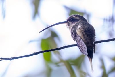 White-bearded Hermit - Witbaardheremietkolibrie - Ermite d'Osery