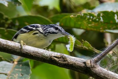 Pygmy Antwren - Dwergmiersluiper - Myrmidon pygme