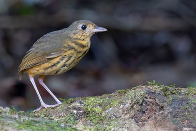 Amazonian Antpitta - Amazonemierpitta - Grallaire d'Amazonie