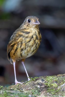 Amazonian Antpitta - Amazonemierpitta - Grallaire d'Amazonie
