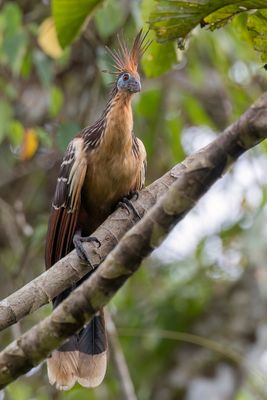 Hoatzin - Hoatzin - Hoazin hupp