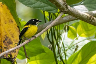 Black-backed Tody-Flycatcher - Zwartrugschoffelsnavel - Todirostre  dos noir