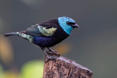Blue-necked Tanager - Azuurkoptangare - Calliste  cou bleu
