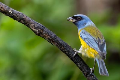 Blue-and-yellow Tanager - Blauw-gele Tangare - Tangara fourchu