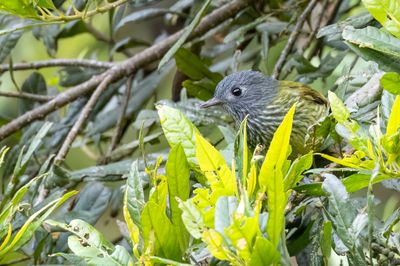 Streak-necked Flycatcher - Streepnekpipratiran - Pipromorphe stri