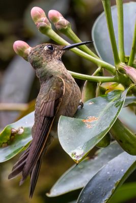 Fawn-breasted Brilliant - Bruinborstbriljantkolibrie - Brillant rubinode