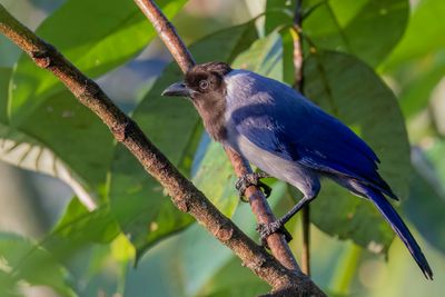 Violaceous Jay - Violetgaai - Geai violac