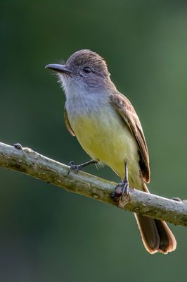 Short-crested Flycatcher - Kortkuiftiran - Tyran froce