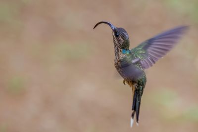 Buff-tailed Sicklebill - Roodstaarthaaksnavelkolibrie - Bec-en-faucille de La Condamine