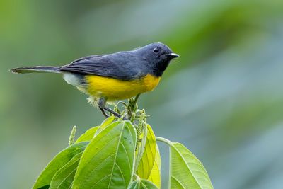 Slate-throated Whitestart - Meniezanger - Paruline ardoise