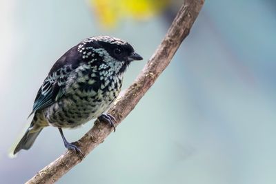Beryl-spangled Tanager - Zilvervlektangare - Calliste bryl