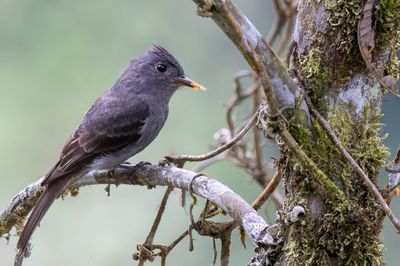 Smoke-colored Pewee - Leigrijze Piewie - Moucherolle bistr