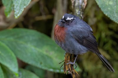 Maroon-belted Chat-Tyrant - Kastanjebandtapuittiran - Pitajo  plastron