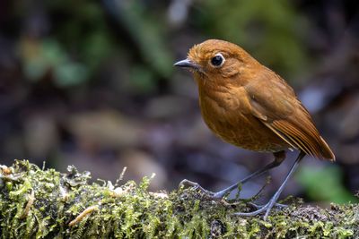 Urubamba Antpitta - Urubambamierpitta - Grallaire d'Ocobamba