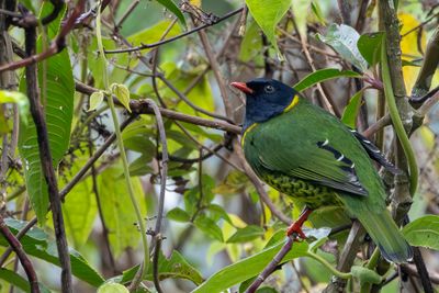 Band-tailed Fruiteater - Zwartkopcotinga - Cotinga  queue raye (m)