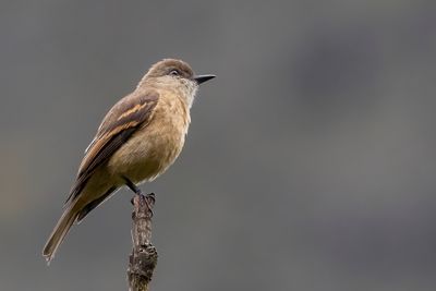 Rufous-bellied Bush Tyrant - Roodbuikstruiktiran - Moucherolle  ventre fauve