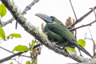 Blue-banded Toucanet - Blauwbandarassari - Toucanet  ceinture bleue