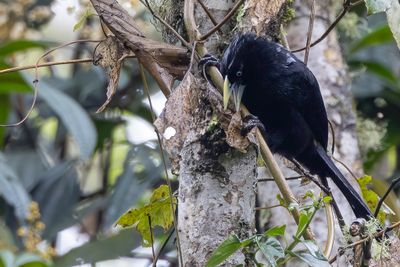 Mountain Cacique - Geelstuitbergbuidelspreeuw - Cassique montagnard