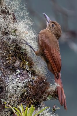 Tyrannine Woodcreeper - Tiranmuisspecht - Grimpar tyran
