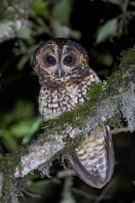 Rufous-banded Owl - Witbroekbosuil - Chouette fascie