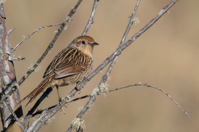 Scribble-tailed Canastero - Vlekstaartcanastero - Synallaxe  queue marbre