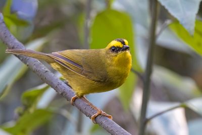 Citrine Warbler - Bonapartes Zanger - Paruline citrine