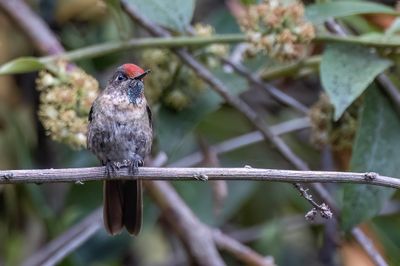 Rufous-capped Thornbill - Roodkruindoornsnavel - Mtallure  tte rousse (m)