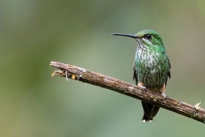 Rufous-booted Racket-tail - Vlagstaartroestpluimbroekje - Haut-de-chausses de Bolivie (f)