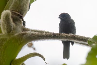 Slaty Tanager - Leigrijze Tangare - Tangara ardois (m)
